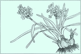 水仙线描 水仙白描 水仙素描