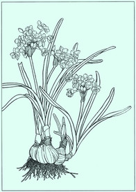 水仙线描 水仙白描 水仙素描