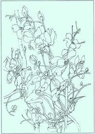 玉兰线描 玉兰白描 玉兰素描