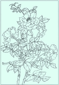 月季线描 月季白描 月季素描