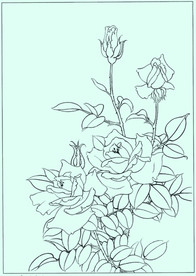 月季线描 月季白描 月季素描