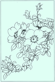 月季线描 月季白描 月季素描