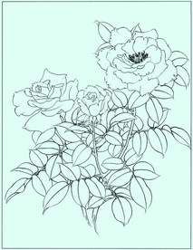 月季线描 月季白描 月季素描