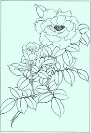 月季线描 月季白描 月季素描