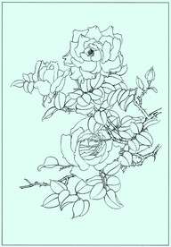 月季线描 月季白描 月季素描