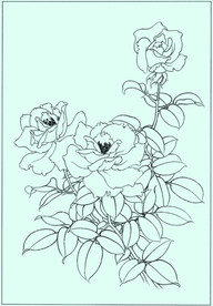 月季线描 月季白描 月季素描