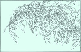 竹子线描 竹子白描 竹子素描