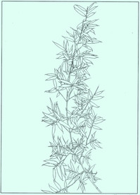 竹子线描 竹子白描 竹子素描