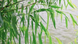 实拍 湖面风吹杨柳飘高清