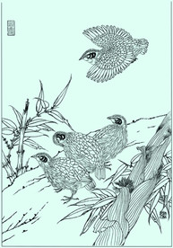 鹌鹑线描 鹌鹑白描 鹌鹑素描