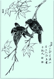 八哥线描 八哥白描 八哥素描