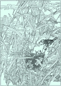 芦苇莺线描 芦苇莺白描 芦苇莺