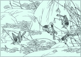 欧柳莺线描 欧柳莺白描 欧柳莺