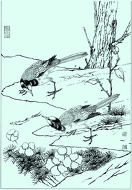 山鹡鸰线描 山鹡鸰白描 山鹡鸰