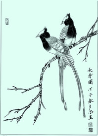 寿带鸟线描 寿带鸟白描 寿带鸟