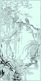 双角犀鸟线描 双角犀鸟白描