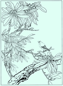 花鸟线描 花鸟白描 花鸟素描