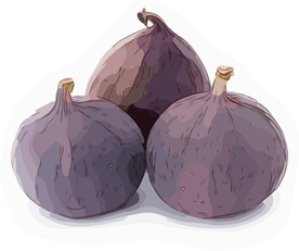 紫皮蒜 矢量手绘素材