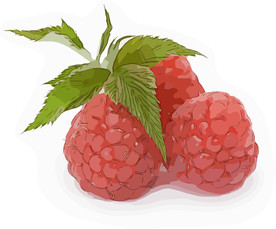 红桑葚 矢量手绘素材