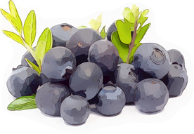 蓝莓 矢量手绘素材