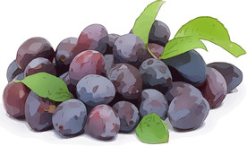 西梅 矢量手绘素材