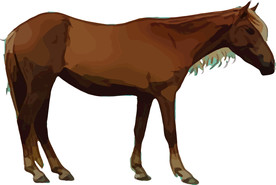 马 矢量手绘素材