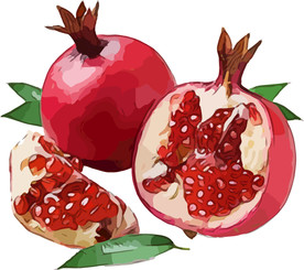 石榴 矢量手绘素材
