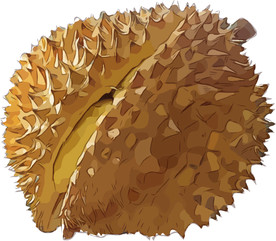 榴莲 矢量手绘素材