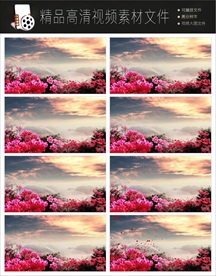 唯美浪漫迷幻欧式紫色花朵视频