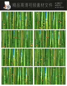 竹林听风视频绿色自然生态