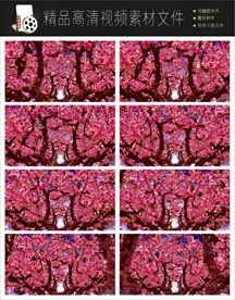 深山野林风景实拍视频素材视频