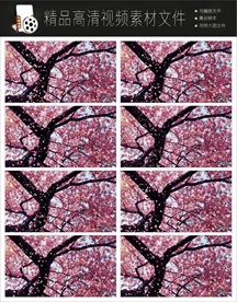 深山野林风景实拍视频素材视频