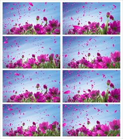 清新唯美的鲜花盛开LED视频