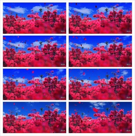 夏日微风清新唯美视频