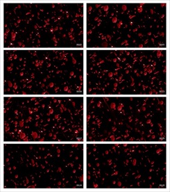唯美梦幻朦胧光点光晕转场空镜头