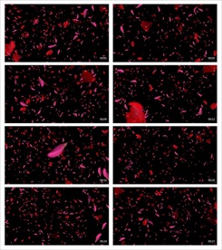 唯美梦幻朦胧光点光晕转场空镜头