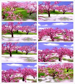 漫山遍野花草舞动视频素材