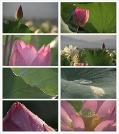 荷花视频