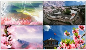 在那桃花盛开的地方 LED视频