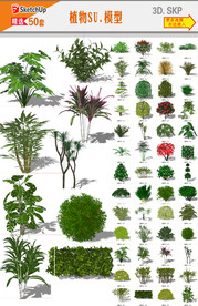 园林植物SU模型