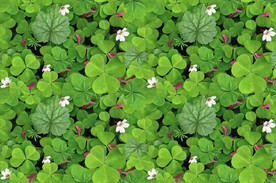 三叶草地毯 循环图