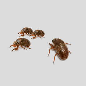 知了、金蝉（  免扣）