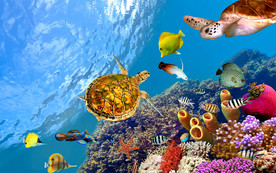 海地世界背景墙