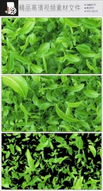 MOV绿色叶子随风飘落视频