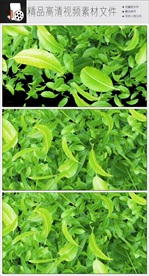 MOV绿色叶子随风飘落视频
