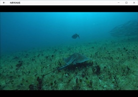 海底世界气泡珊瑚鱼