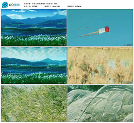 芦花 芦苇荡 舞台背景视频成品