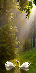 手绘油画天鹅湖