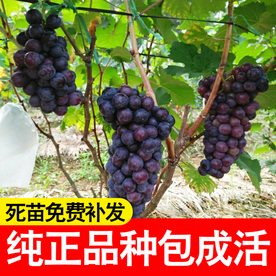 PS葡萄创意直通车主图模版下载