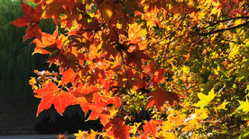 枫叶红了的时候